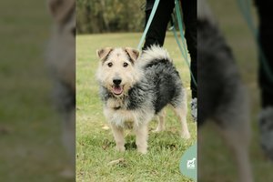 Prieglaudoje užstrigusio Šanso galimybės mažėja kasdien, bet šis šuo su charakteriu gali tapti geriausiu draugu