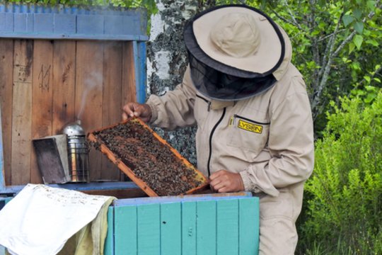 Patyręs bitininkas išaiškino, kaip rinktis medų ir koks požymis – svarbiausias jo kokybės ženklas