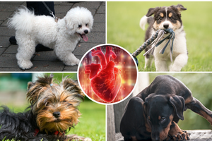 Išvardijo 7 šunų veisles, kurios gali padėti sumažinti kraujospūdį