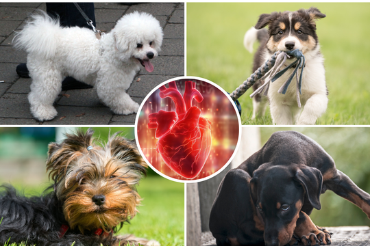 Išvardijo 7 šunų veisles, kurios gali padėti sumažinti kraujospūdį