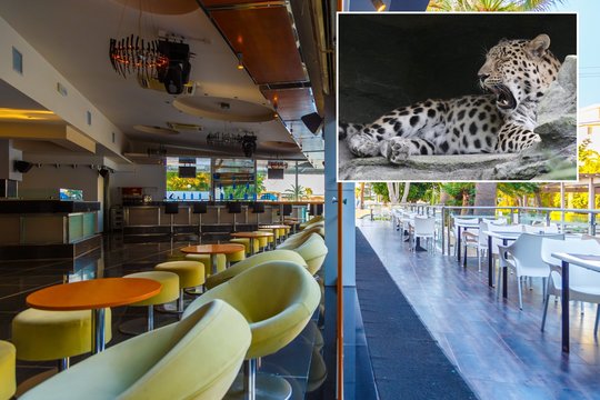 Populiariame kurorte – panika: tarp viešbučio svečių blaškėsi plėšrūnas