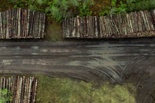 Botanikas Mindaugas Lapelė: „Reikia stengtis suprasti mišką“