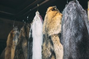 Dar turi vilties: skyrė ekspertizę įvertinti užkardytų kailinių žvėrelių ūkių patiriamą žalą