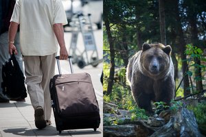 Atostogos pasisuko netikėta linkme: po susidūrimo su lokiu – vizitas į ligoninę