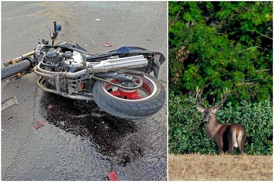Šakių r. motociklininkas susidūrė su elniu