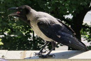 Kuršių nerijos paslaptys: mitai ir tiesa apie varnų gaudymą