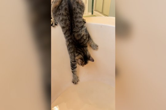 Pamatykite, kur nuvedė katino smalsumas: išsisukti niekaip nepavyko