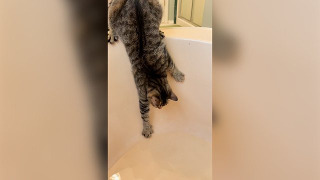 Pamatykite, kur nuvedė katino smalsumas: išsisukti niekaip nepavyko