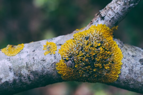 Slaptas triukas, kuris leis lengviau pašalinti kerpes ir samanas