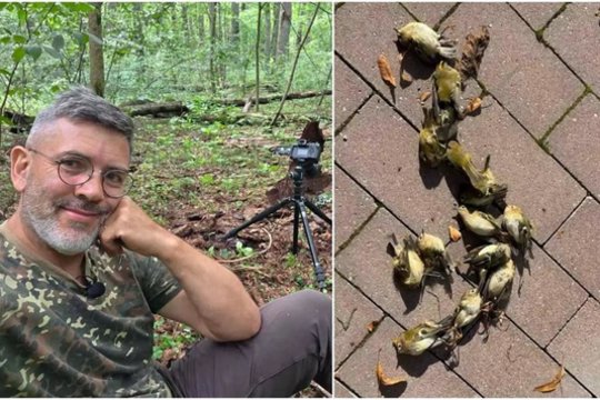 Klaipėdoje – šimtai kritusių sparnuočių: paaiškino, kas vyksta ir kaip jiems padėti