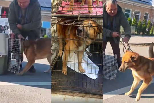 Vienoje didžiausių šalies gyvūnų globos organizacijų – kraupios gyvūnų laikymo sąlygos: „Tai yra nepriimtina“