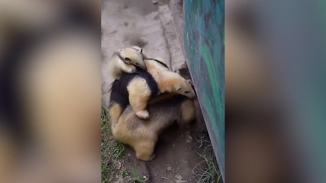 Visai šeimynai užsilipus ant nugaros – nėra kur dėtis: tėčiui beliko vienintelė išeitis 