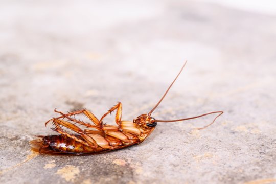 Kinai tarakonų atsikrato tik taip: sumaišo dvi priemones – ir ūsuočiai sprunka