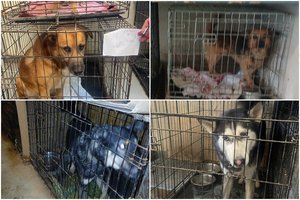 Prašo padėti gyvūnams iš VšĮ „Penkta koja“: VMVT paėmus gyvūnus – žinia visuomenei