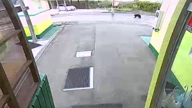 Japonijoje – dažnėjanti lokių agresija: užfiksavo, kaip užpuolė senjorę