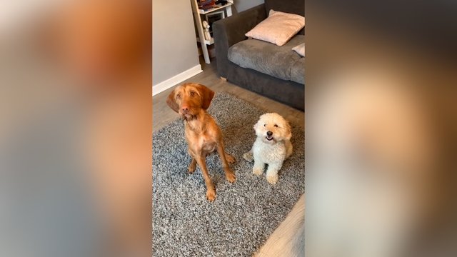 Taip sugeba ne kiekvienas: keturkojai pademonstravo neįtikėtiną duetą