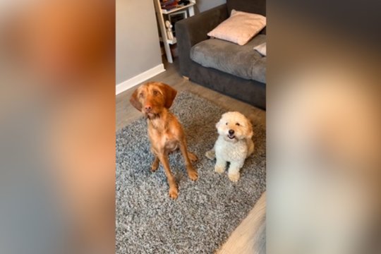 Taip sugeba ne kiekvienas: keturkojai pademonstravo neįtikėtiną duetą