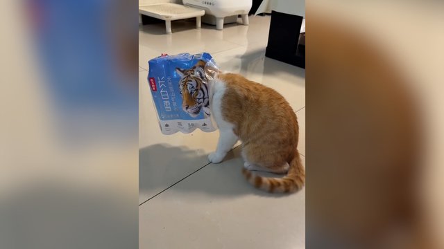 Teks geriau įsižiūrėti: katinas gudriai pasinaudojo tigro atvaizdu