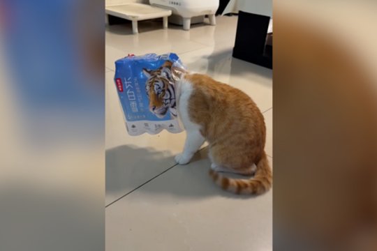 Teks geriau įsižiūrėti: katinas gudriai pasinaudojo tigro atvaizdu