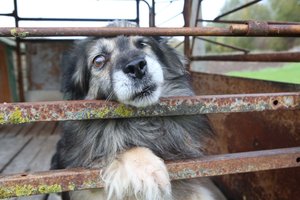 VMVT veterinarė primena apie baudas iki 4 tūkst. eurų ir didžiausią daromą klaidą