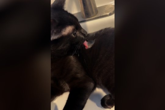 Du viename: keturkojis atrado naują kailio paskirtį