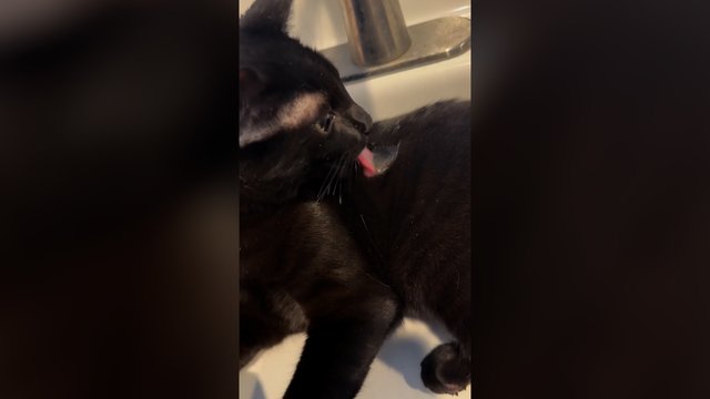 Du viename: keturkojis atrado naują kailio paskirtį