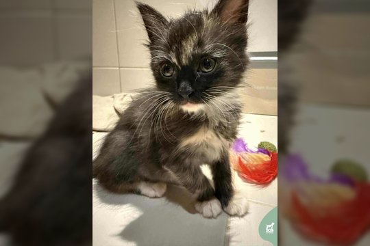 Viena prieglaudoje likusi 2 mėn. mažylė trokštą gerų namų: atsidėkos meile ir žaidimais