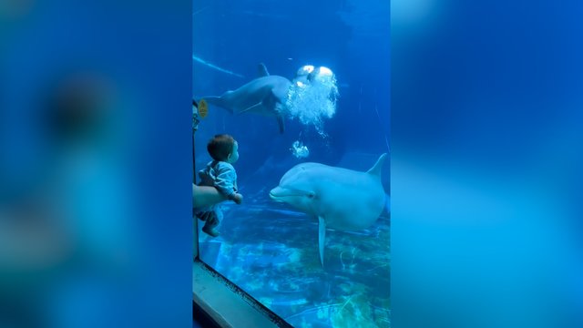 Už širdies griebianti delfinų ir kūdikio draugystė: nesutrukdė ir stiklas