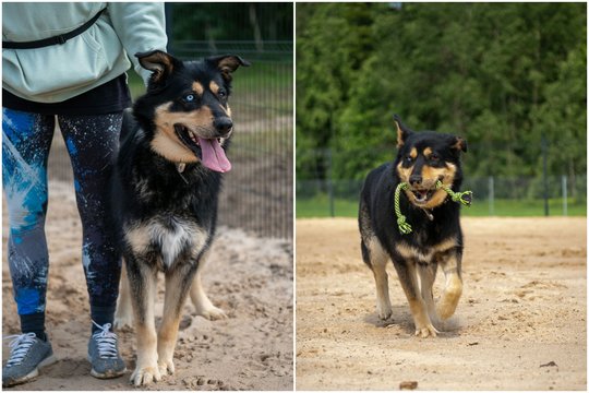 Meilus „dičkis“ ieško tvirto charakterio, bet geros širdies šeimininkų: išsiskiria užburiančiu žvilgsniu