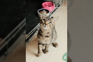 Išdykęs „lietuviškas tigriukas“ prašo namų, kuriame būtų daugiau kačių