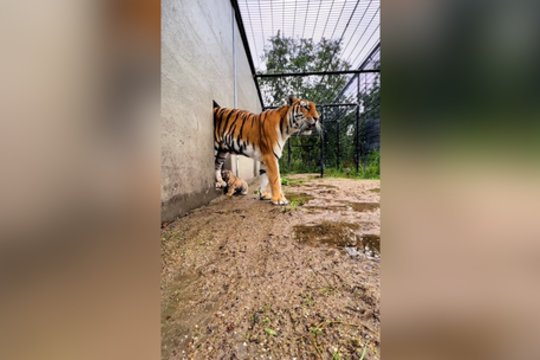 Tyra ir nesuvaidinta mamos meilė: tokio glaudaus ryšio galima pavydėti