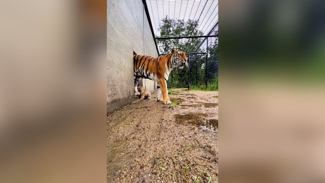 Tyra ir nesuvaidinta mamos meilė: tokio glaudaus ryšio galima pavydėti