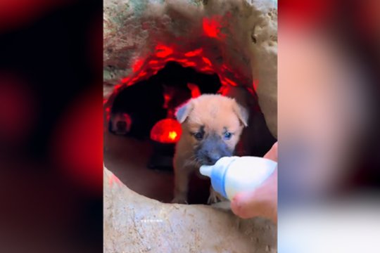 Šie šuniukai moka pasilinksminti: šokiai ir maistas – viskas įskaičiuota