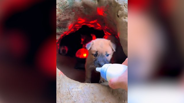 Šie šuniukai moka pasilinksminti: šokiai ir maistas – viskas įskaičiuota