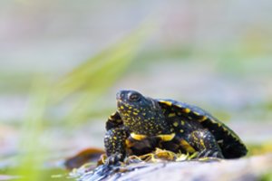 Vėl įvyko „vėžliakasis“: baliniai vėžliukai iškeliavo žiemoti į Kauno zoologijos sodą