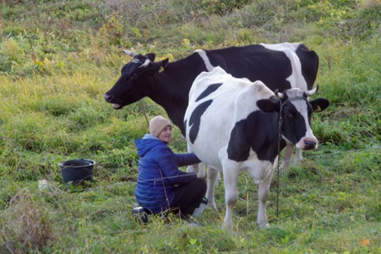 Ūkininkams – 9 mln. eurų: smulkiai aiškina, kas ir kaip galima pretenduoti į paramą
