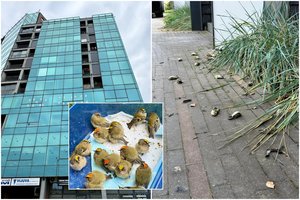 Po šimtų per dieną kritusių paukštelių – ornitologų žinia