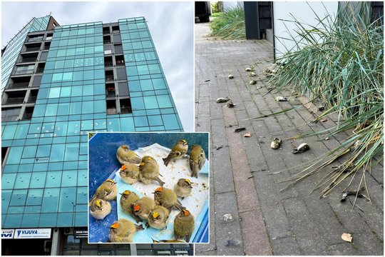 Po šimtų per dieną kritusių paukštelių – ornitologų žinia