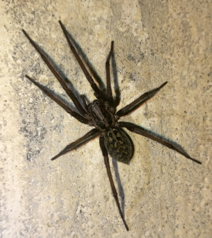 Kauno fortai slepia daug paslapčių – tarp jų storų sienų, tamsiuose tuneliuose knibžda gyvybė.<br>M.Kirstuko nuotr. 