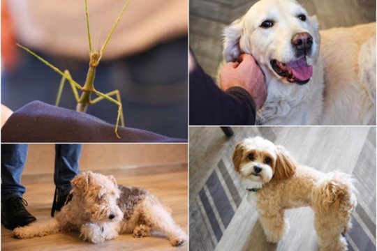 Kauno r. savivaldybėje širdis tirpdė net barzdotasis driežas