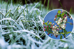 Paaiškėjo, kiek EK skiria pinigų nuo pavasarinių šalnų nukentėjusiems Lietuvos ūkininkams