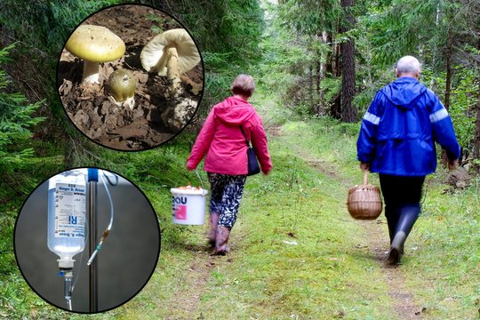 Įspėja – šis grybas pražudyti gali vos per 48 valandas: apsinuodijimo pasekmės gali likti visam gyvenimui