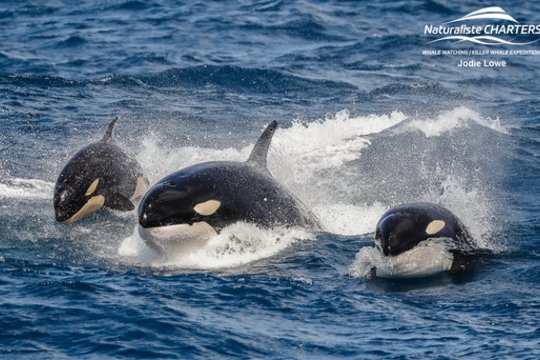 Orkos nuskandino dar vieną jachtą: suskubę žvejai išgelbėjo šeimą su 3 vaikais