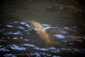 Seimo komitetas siūlo numatyti atvejus, kada iš brakonierių žvejų būtų galima konfiskuoti automobilį