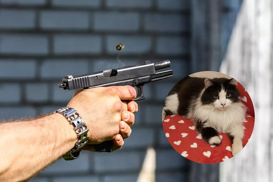 Kaune – žiaurus elgesys su gyvūnu: katė rasta su kulka letenoje