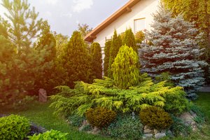 Šių medžių geriau nesodinkite prie namo – prisidarysite rimtų bėdų