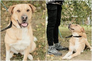 Visus žmones mylinti 3 m. linksmuolė ieško mylinčių, bet tvirto charakterio žmonių: netinka namai su katėmis