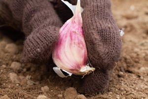 Nesodinu žieminių česnakų, nepažiūrėjęs į beržą: jis „parodo“ geriausią dieną sodinimui
