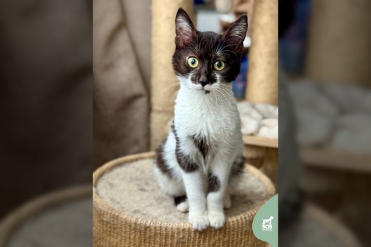 5 mėn. drąsi ir žaisminga murklė sutaria ir su šunimis, ir su katėmis: laukia pačių geriausių žmonių