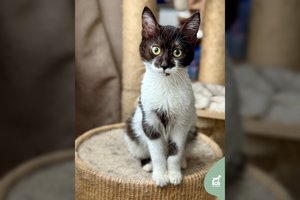 5 mėn. drąsi ir žaisminga murklė sutaria ir su šunimis, ir su katėmis: laukia pačių geriausių žmonių